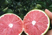 Trồng cây "khác người", anh nông dân thu về trăm triệu đồng