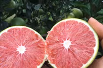 Trồng cây "khác người", anh nông dân thu về trăm triệu đồng