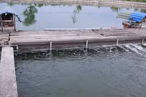 Anh em cùng đào con sông 'chảy ra vàng', dựng cơ nghiệp 300 tỷ đồng