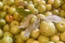 'Vua' táo mèo giàu bất ngờ, biệt thự to trên núi, mỗi năm thu tiền tỷ