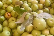 'Vua' táo mèo giàu bất ngờ, biệt thự to trên núi, mỗi năm thu tiền tỷ