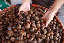 Ngã ngửa sự thật về hạt dẻ Trung Quốc gắn mác Sa Pa