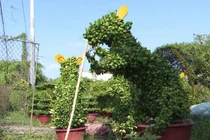 Cây cảnh hình con chuột đón Tết của VN nổi tiếng trên báo nước ngoài