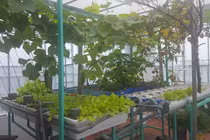 Ngắm vườn rau trĩu trịt, "ao" cá béo mầm trên sân thượng của ông bố trẻ