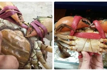 Cua gạch hay cua thịt: Loại nào đáng “đồng tiền, bát gạo”?