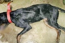 Chú chó xả thân giết chết hổ mang chúa bảo vệ chủ và kết cục đau lòng