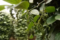 Giá tiêu hôm nay 16/7: Tiếp tục đi ngang trên diện rộng