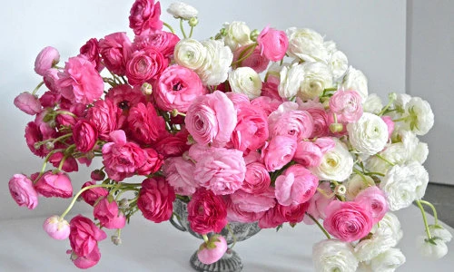 Tiết lộ bất ngờ về hoa mao lương gây “sốt” ở Việt Nam