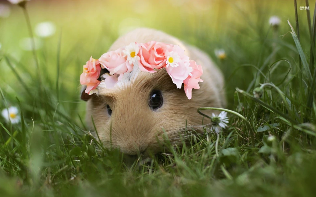 Dự đoán ngày mới 23/6/2020 cho 12 con giáp