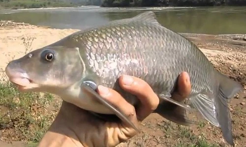 Khám phá gây choáng về cá dầm xanh “ngũ quý hà thủy“