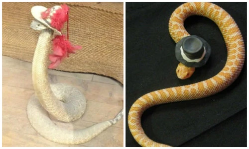 Xem rắn đội mũ dự tiệc đọ vẻ đáng yêu