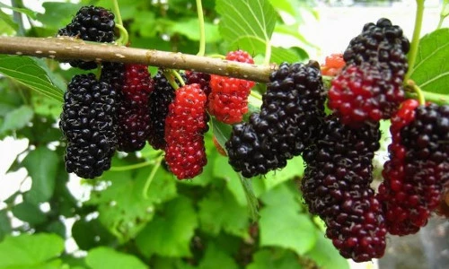 Những điều ít người biết về cây dâu tằm