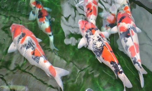 Sự thật ít người biết về cá Koi - quốc ngư của Nhật Bản