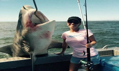 Cặp đôi “khoe” câu được cá mập dài 3m, nặng 200kg 