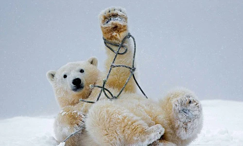 Bộ ảnh vui nhộn: Gấu trắng bị vướng vào dây thừng