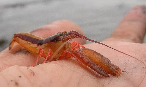 Khám phá loài tôm sở hữu cả “khẩu súng lục” trên người