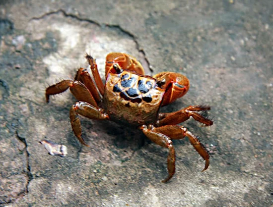 Bí quyết chế biến cáy ngon nhất không phải ai cũng biết