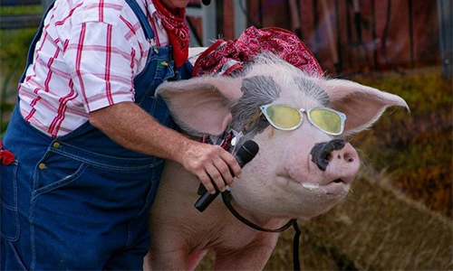 Những bức ảnh kì lạ nhất năm 2021, ai xem cũng phải bật cười (2)