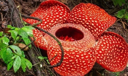 Bí ẩn loài hoa xác thối khổng lồ, muốn trồng cũng khó!
