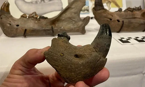 Bất ngờ sư tử “quái vật” lộ diện sau 11.000 năm tuyệt chủng