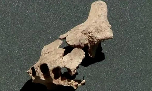 Nóng: Tìm thấy hoá thạch người tiền sử cổ xưa nhất ở châu Âu