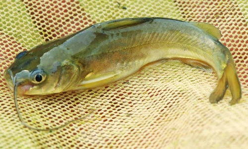 Sự thật thú vị về cá chốt Bạc Liêu