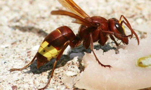 Những sự thật thú vị về ong bắp cày