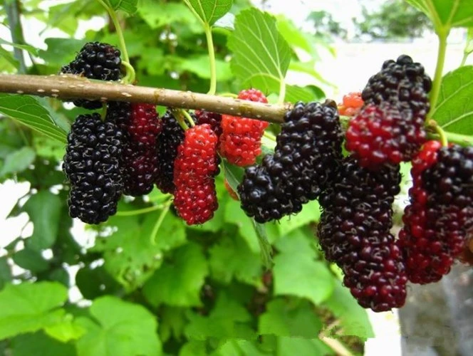 8 loại quả mùa hè thông dụng ngừa ung thư hiệu quả