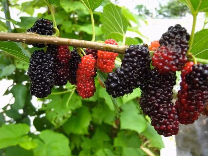 8 loại quả mùa hè thông dụng ngừa ung thư hiệu quả