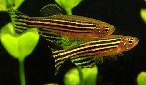 Sự thực thú vị ít ai biết về cá ngựa vằn
