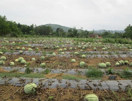 Trâu, vịt chê dưa hấu vì... phải ăn quá nhiều