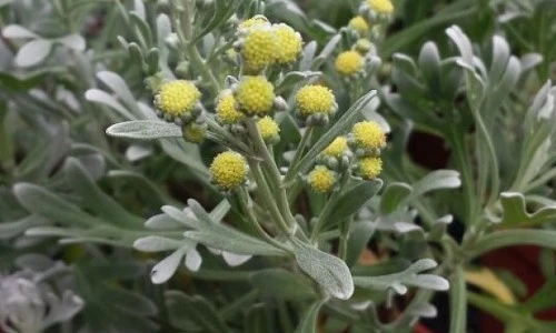 Sự thật bất ngờ cây hoa cúc mốc vừa làm cảnh vừa làm thuốc ở VN