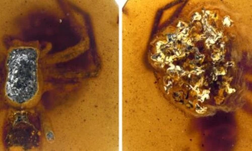 Soi xác ướp nhện 99 triệu tuổi, kinh ngạc tình “mẫu tử” bao la 