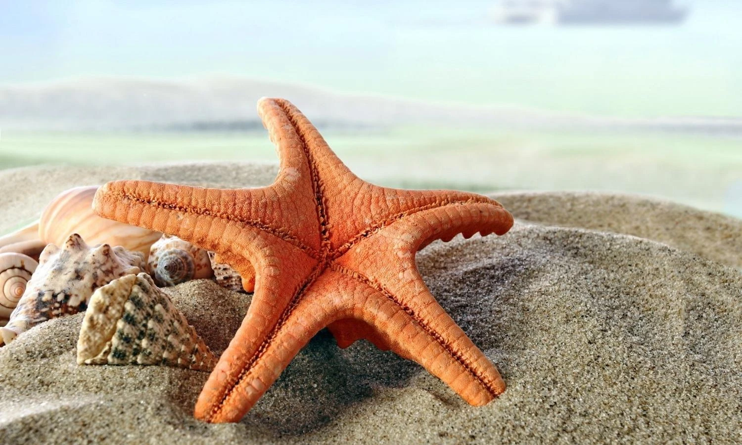 Ngả mũ thán phục 5 động vật không não vẫn sinh tồn kỳ diệu