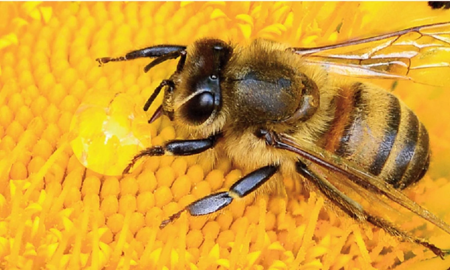 7 động vật siêng năng nhất hành tinh: Số 1 cực bá đạo!