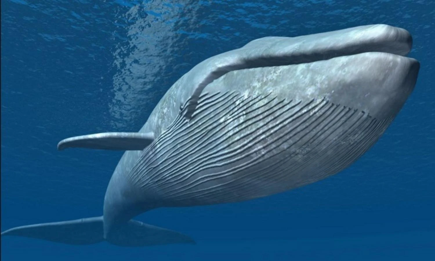 Kinh ngạc 8 kỷ lục đặc biệt nhất trong thế giới động vật 