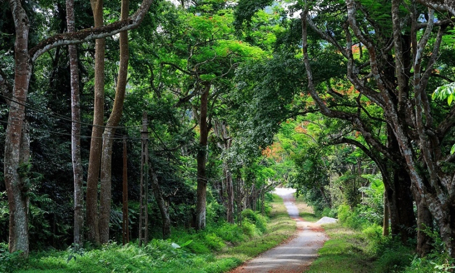 Khám phá 8 khu rừng nguyên sinh nổi tiếng nhất Việt Nam