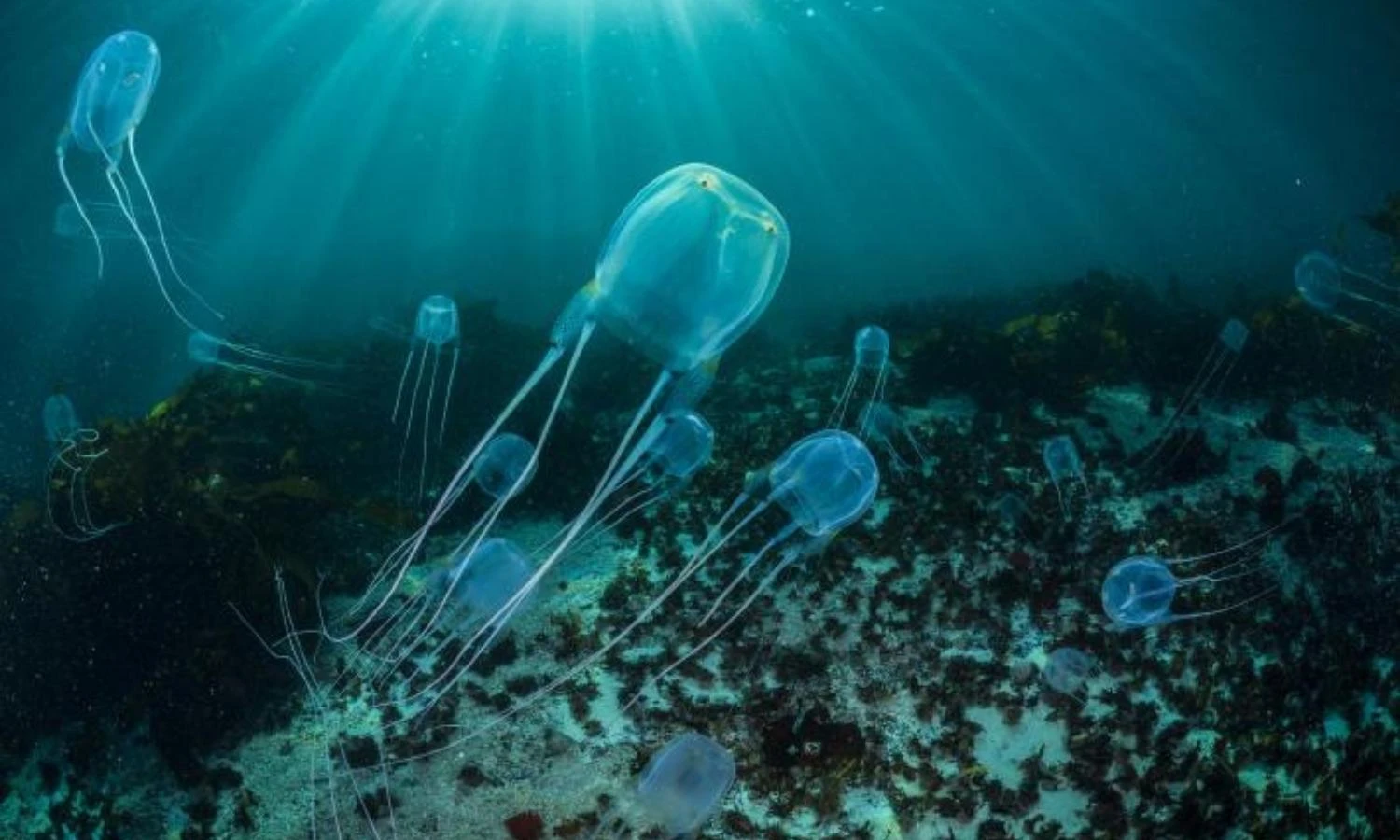 Kinh hãi 10 động vật có nọc độc nguy hiểm nhất hành tinh