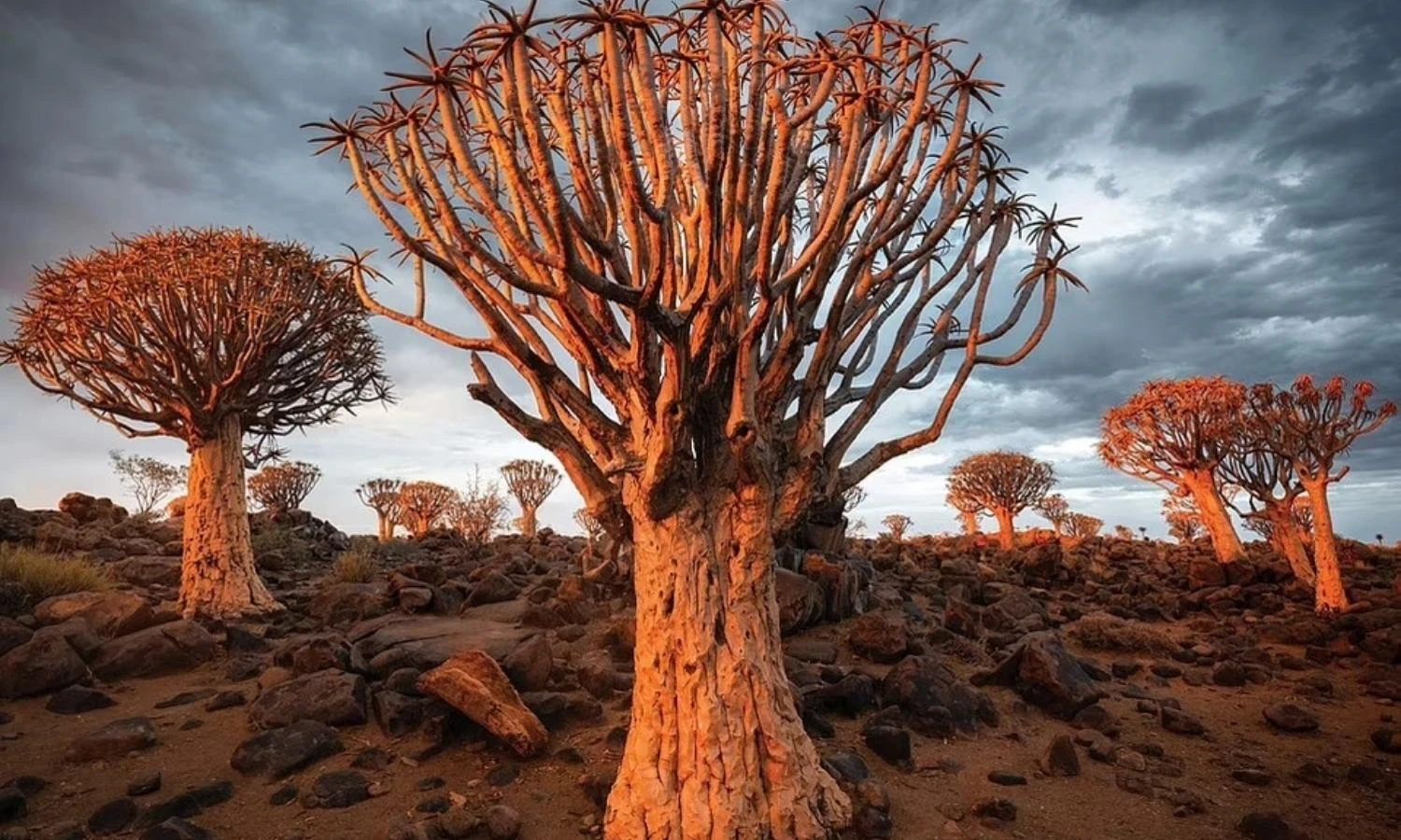 Những khu rừng đẹp như cổ tích, ai cũng ước ao đến một lần