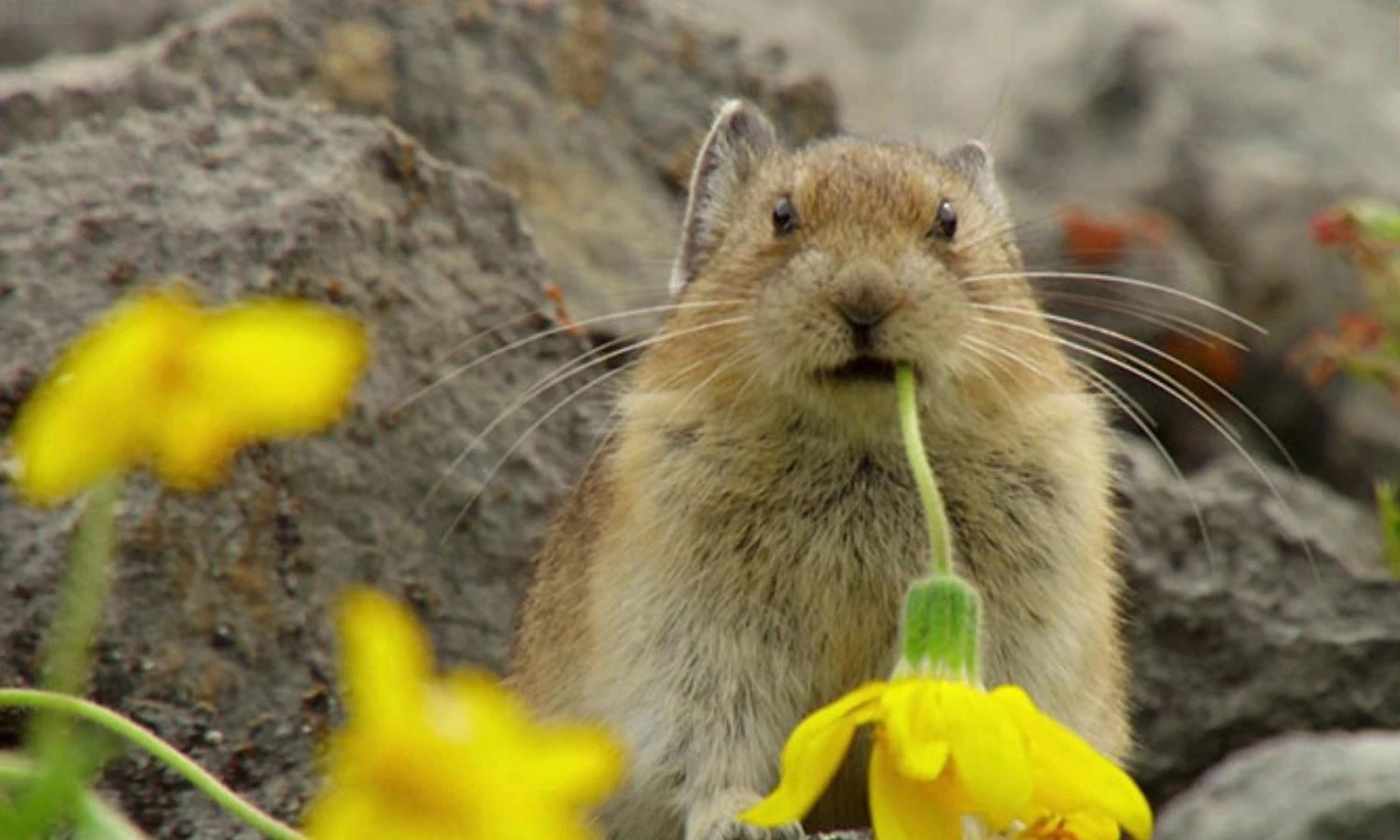 Vạch mặt “kẻ trộm lão luyện nhất” trong thế giới động vật