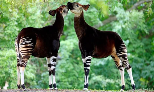 Kinh ngạc những loài động vật y như kỳ lân thật