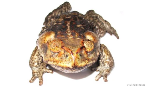 Hòn đảo kỳ lạ do loài cóc mù thống trị