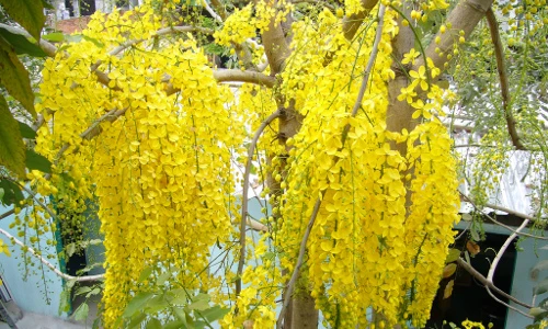 Muồng hoàng hậu đẹp, đang nở rộ ở Hà Nội có gì thú vị?