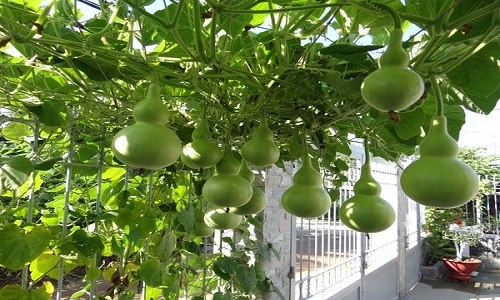 Điều bất ngờ về giống bầu dáng hệt bình hồ lô ở VN