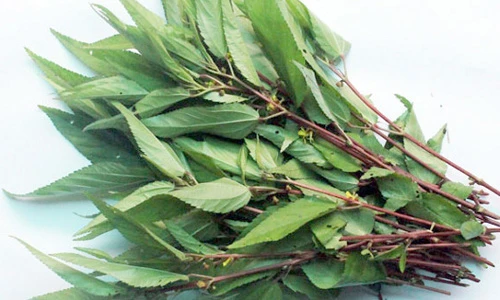 Chữa hàng loạt bệnh chỉ bằng một nắm rau rẻ tiền mùa hè