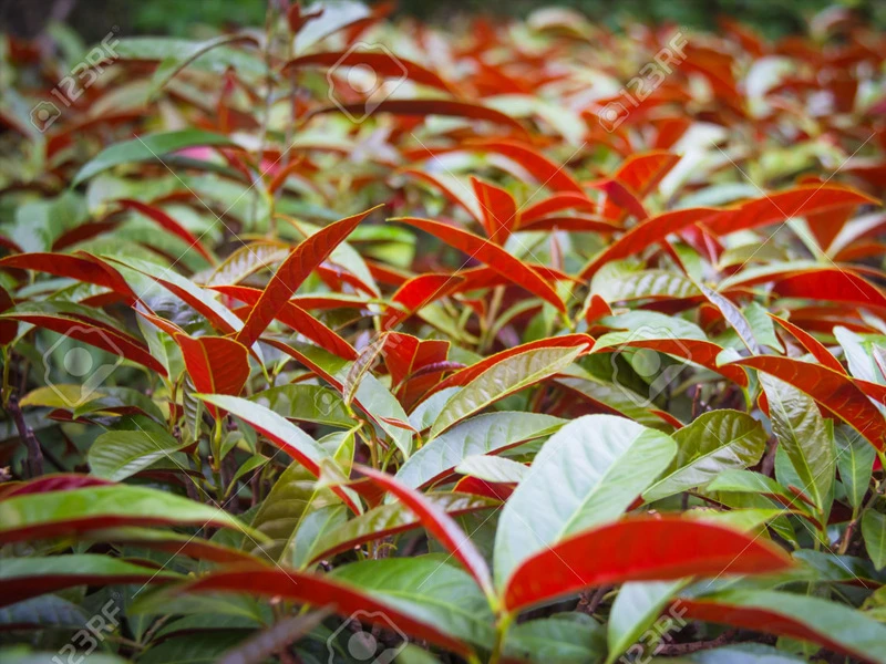 Ngứa “rách da, rách thịt”, chỉ cần một nắm lá này là khỏi