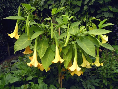 Tận mục các loại hoa quả tuyệt đẹp nhưng cực độc