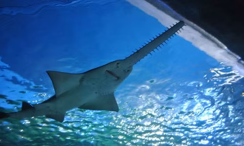 Kinh hoàng với những loài cá mập quái dị khó tưởng nổi 