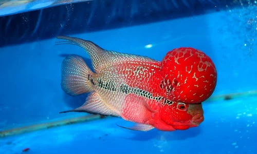 Khám phá cá La Hán, loài cá cảnh yêu thích ở Việt Nam