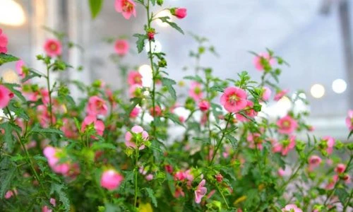 Khám phá hoa cẩm quỳ thân gỗ, hoa lạ chưng tết Kỷ Hợi